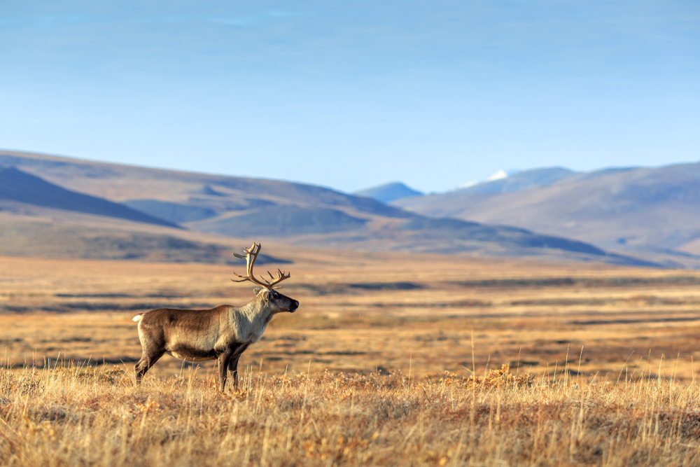 Lone reindeer in the tundra Chukotka, Siberia, with hills seen in the distance.