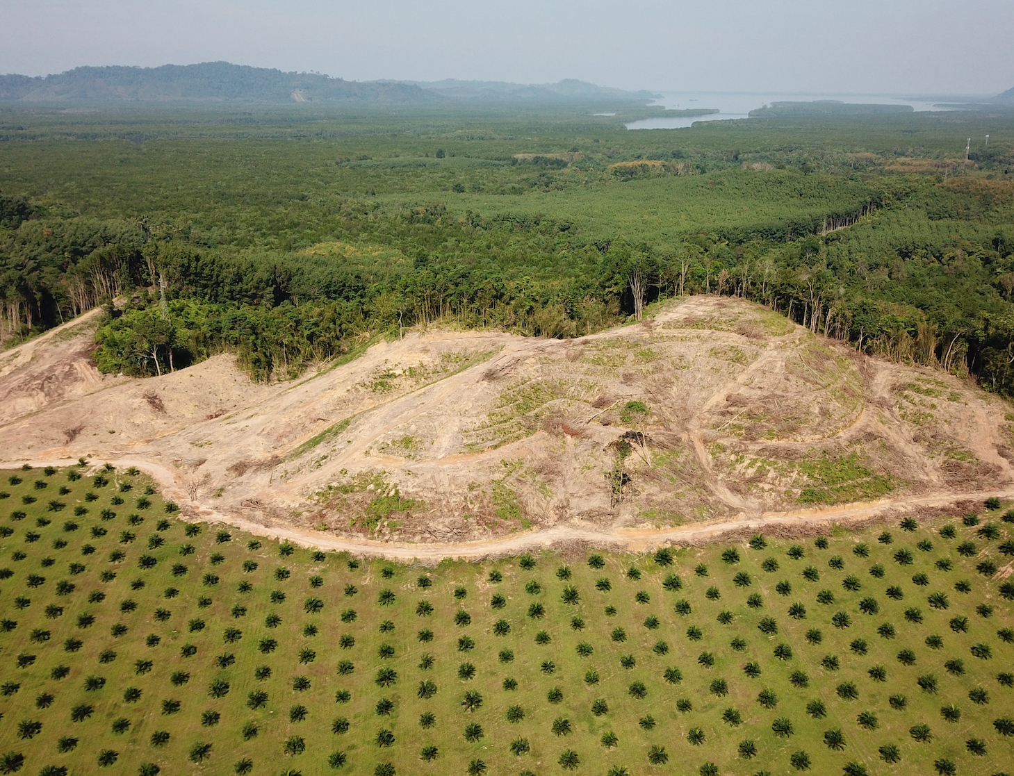 在东南亚棕榈油种植园展示森林砍伐。