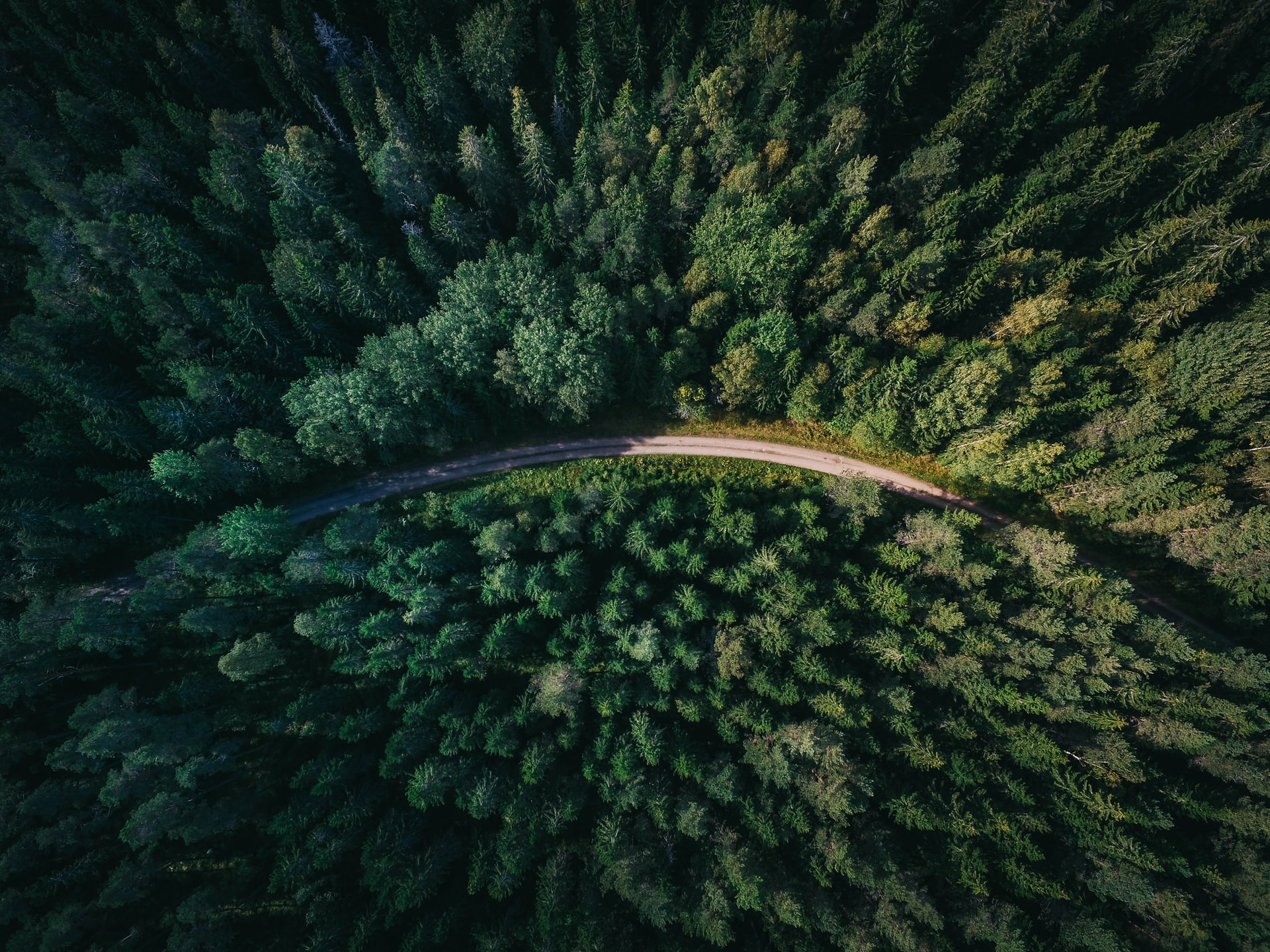 鸟瞰图森林与道路通过它