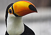 Toucan.