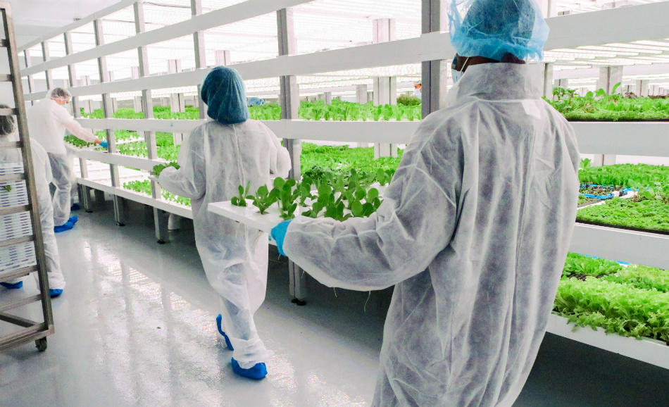 绿洲生物技术公司最近推出了它的第一个消费者品牌Evercress，该品牌于今年5月进驻了它在拉斯维加斯的农场。