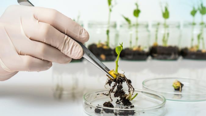 在实验室里研究植物幼苗的科学家