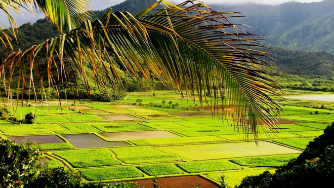 夏威夷被淹的芋头田，叫做kalo lo'i。