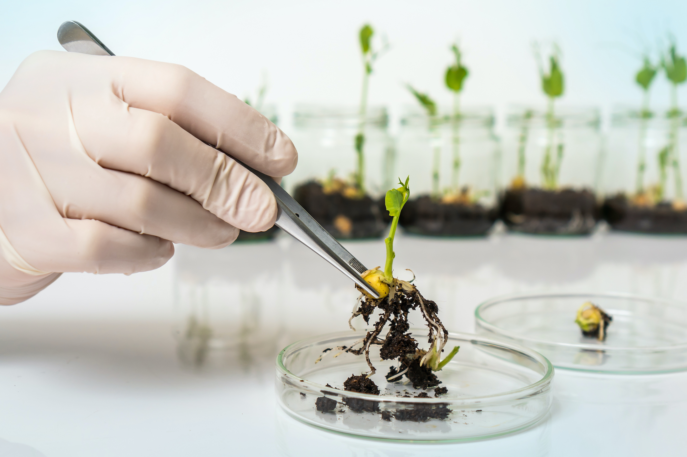 在实验室里研究植物幼苗的科学家