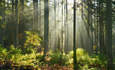 怎么森林可以是答案的气候变化特征图像中更大的一部分