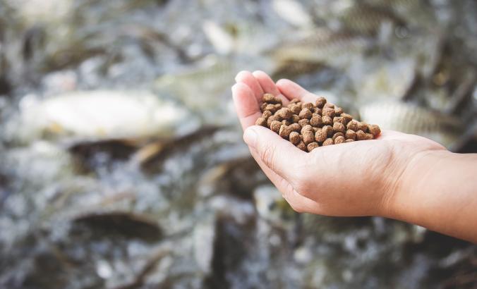 a hand holding fish feed with hungry fish in background