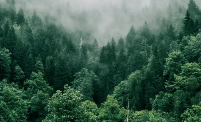 Forest through the trees