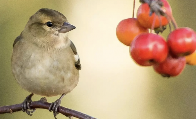 Bird and berries