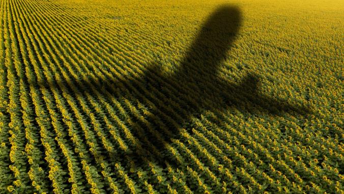 Illustration of a jet's shadow over a field sunflowers.