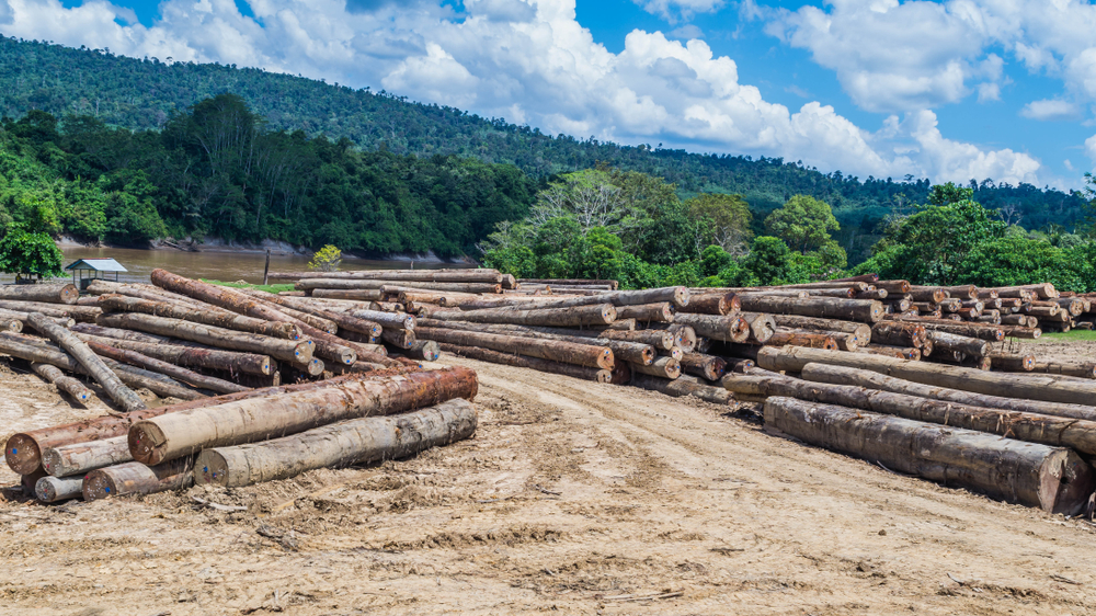 Log yard near the Mahakam River in Borneo, Indonesia