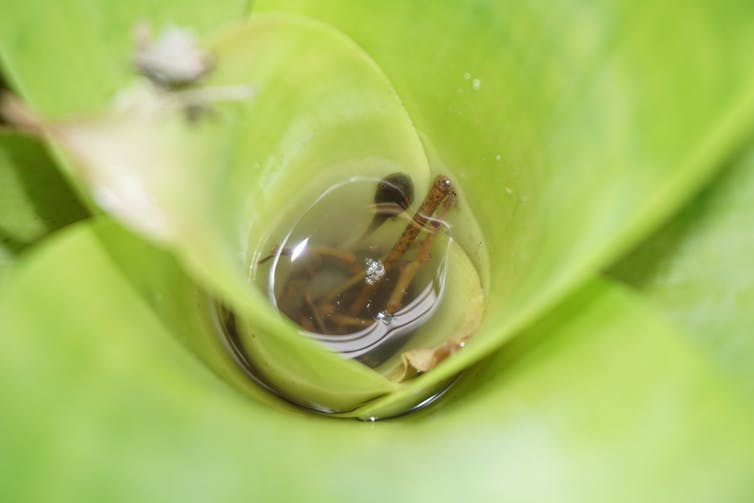 凤梨属植物紧密轮生的叶子为蝌蚪、无脊椎动物和微生物提供了一个迷你水族馆