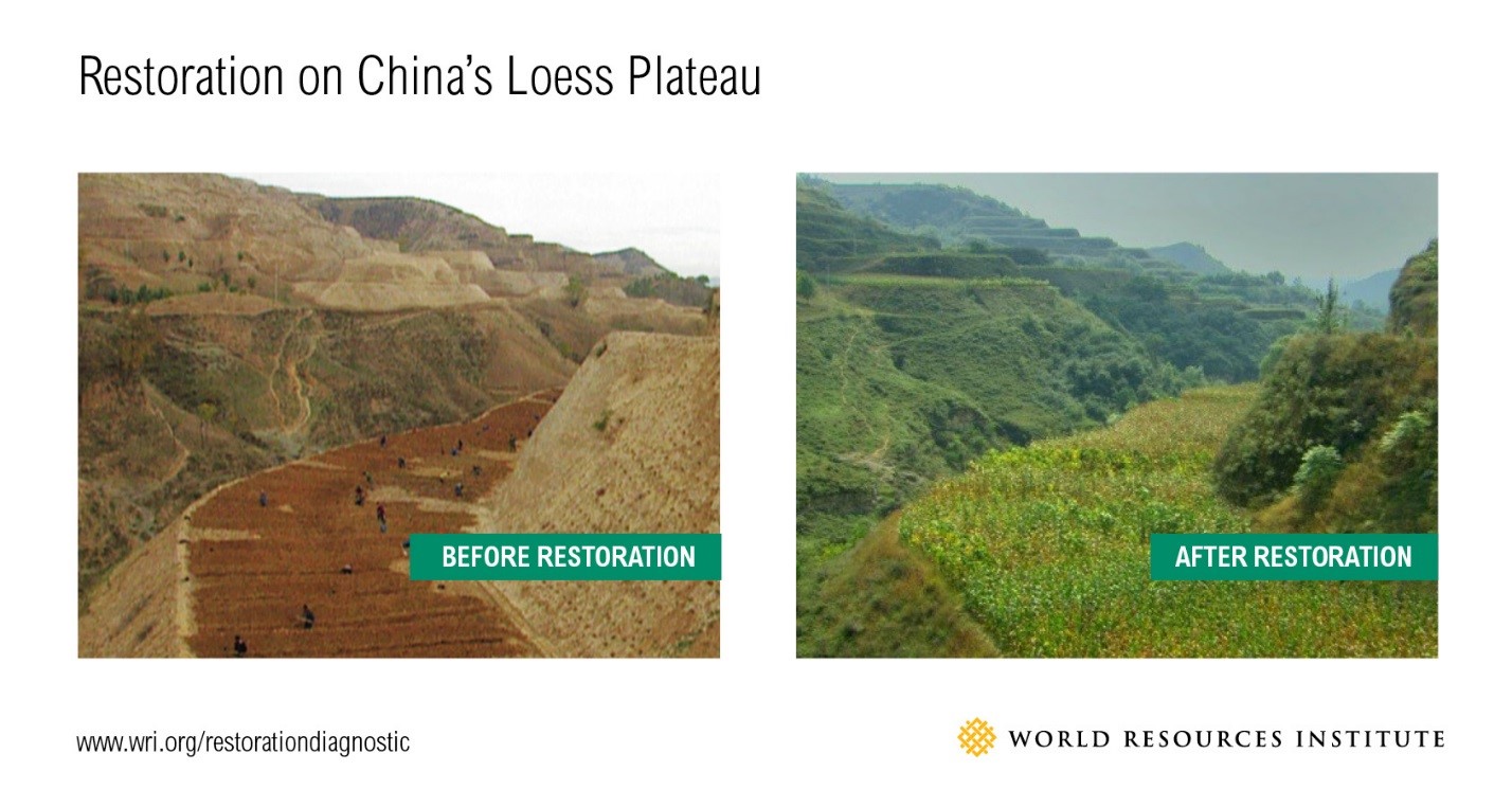 restoration-on-chinas-loess-plateau