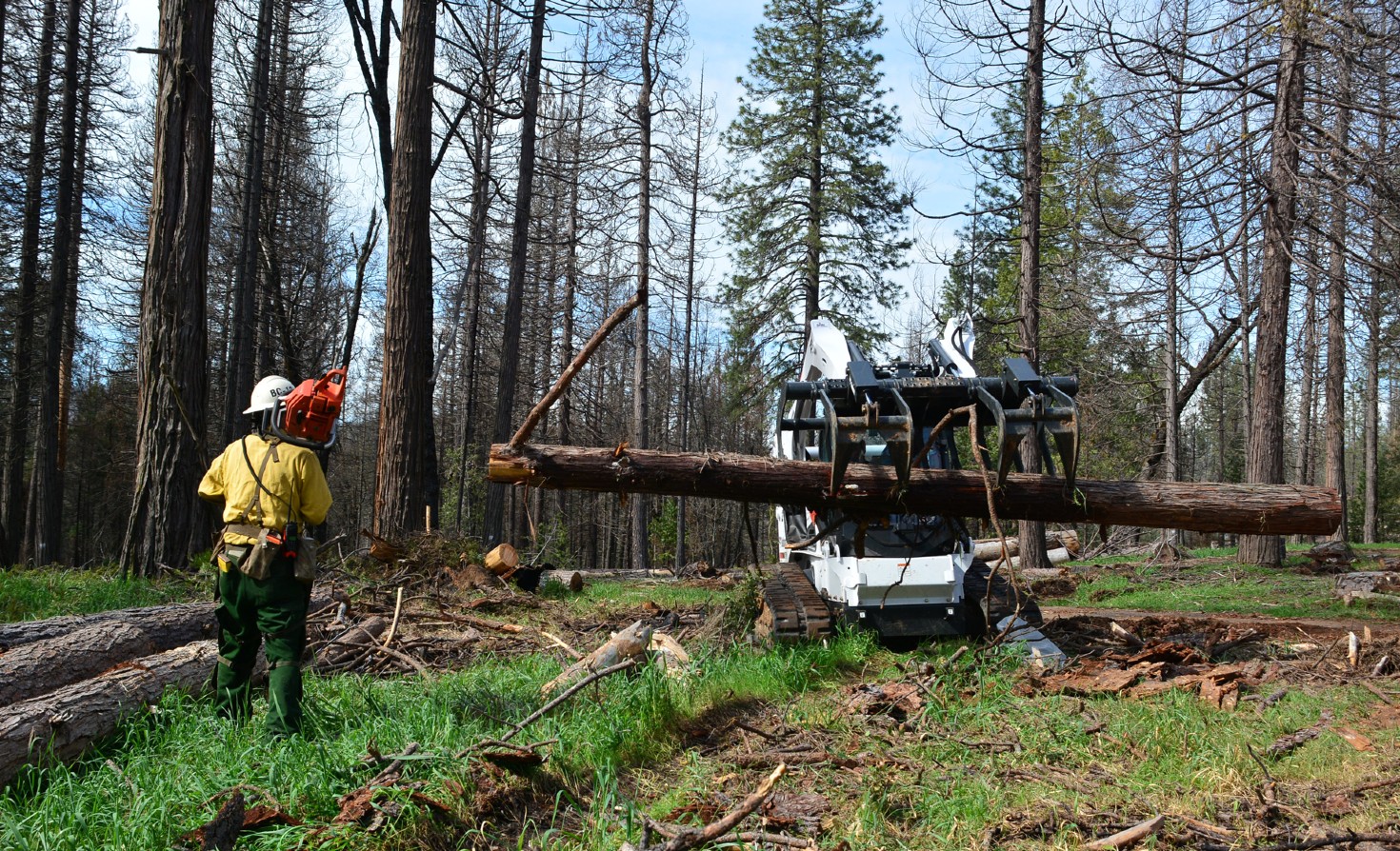 A maintenance crew removes dead trees in Sierra National Forest in California in 2017.