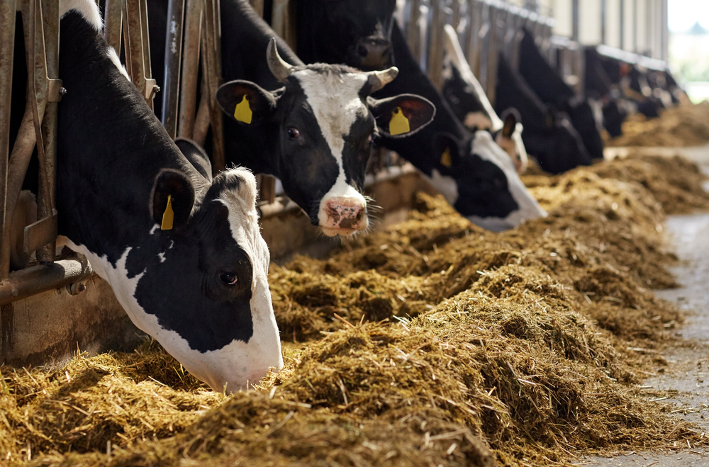 Herd of cows eating hay in cowshed on dairy farm