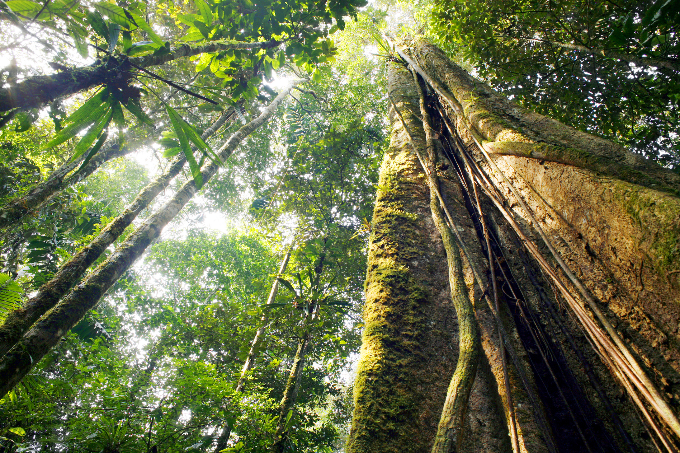 rainforest canopy in Ecuador