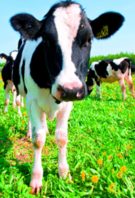 Cows in Field