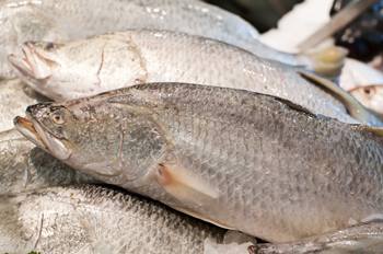 Barramundi。照片信用：HLPHOTO / SHUTTESTOCK。