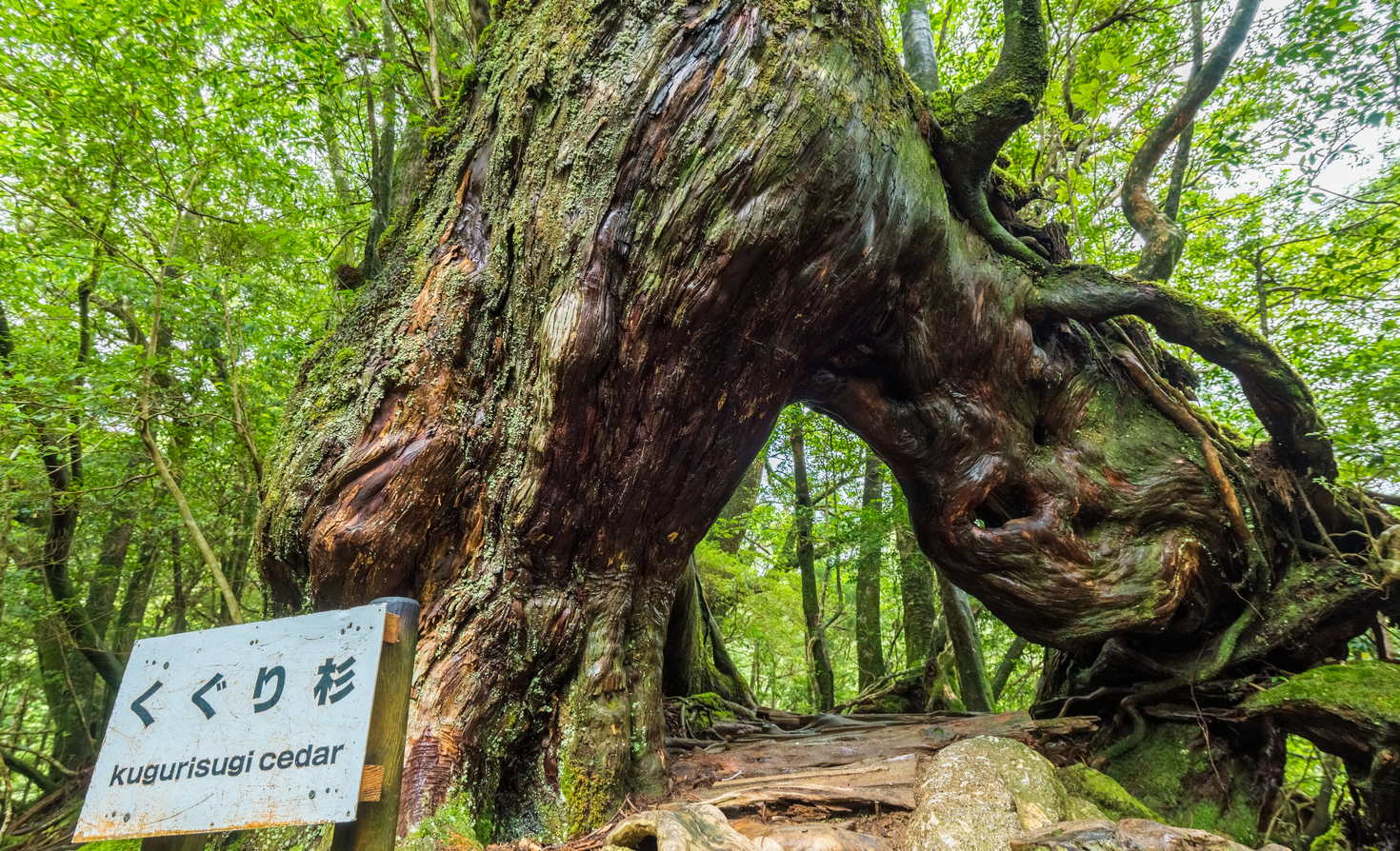 在日本屋久岛的雪谷Unsuikyo峡谷的Kuguri-sugi。