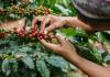 Coffee farmer