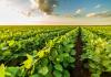 Soybean field