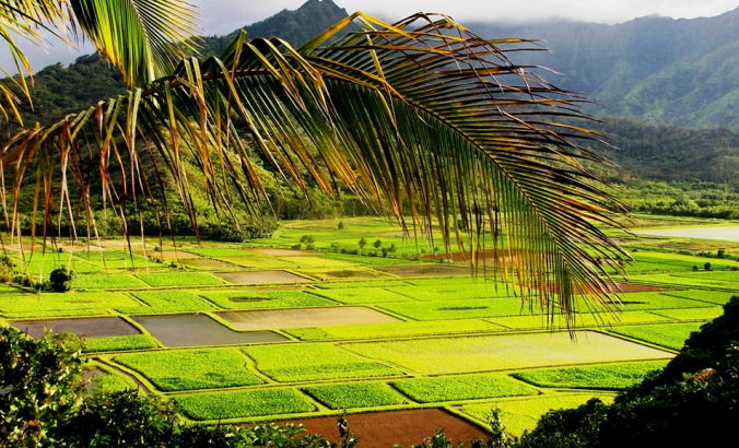 夏威夷被淹的芋头田，叫做kalo lo'i。